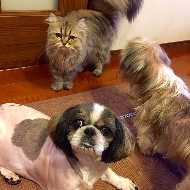 butachanさんの実例写真