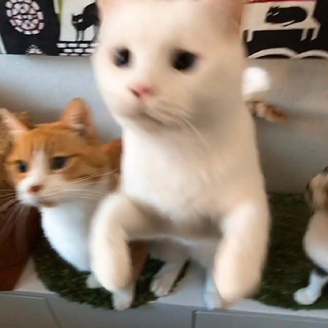 nyanko-beamさんの実例写真