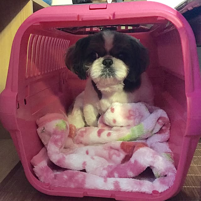 butachanさんの実例写真