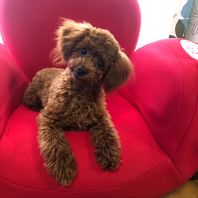 Ruyoさんの実例写真