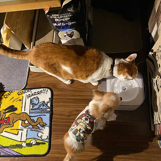 porinさんの実例写真