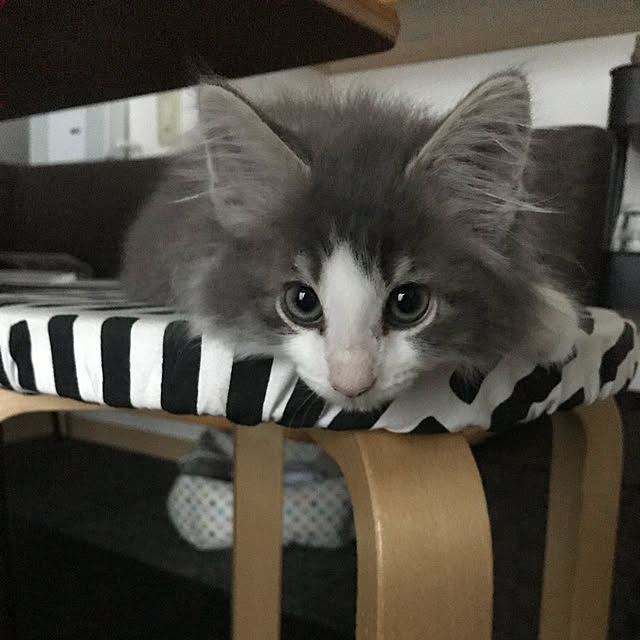 leoさんの実例写真