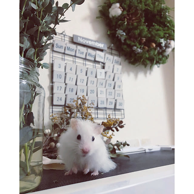 emiさんの実例写真