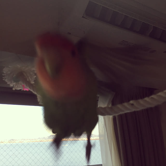 torimomoさんの実例写真