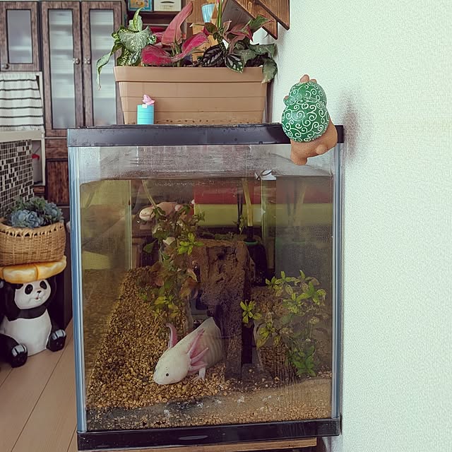 umeboshicyanさんの部屋