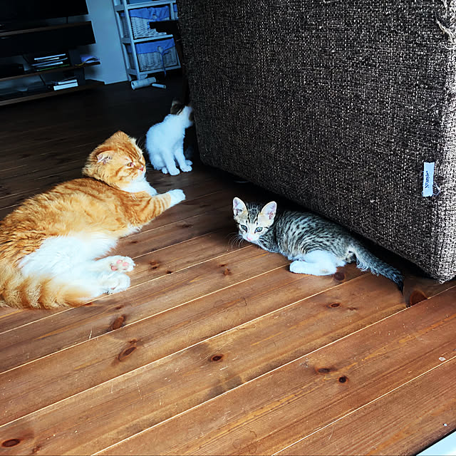 piyolandさんの実例写真
