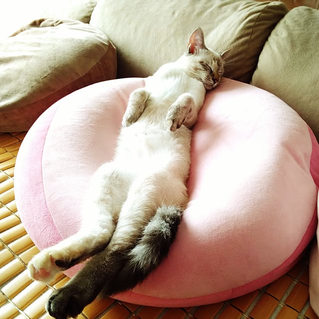 実例写真
