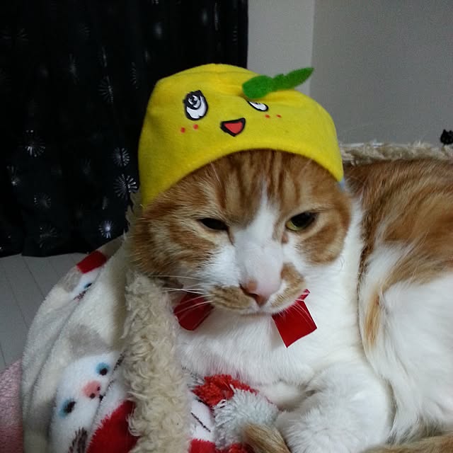 nyanyakoさんの実例写真