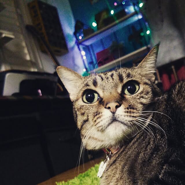 naoさんの実例写真