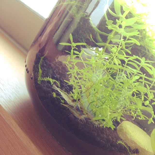 机/水槽/お気に入り♡/観葉植物/発見！...などのインテリア実例 - 2014-04-29 09:57:44