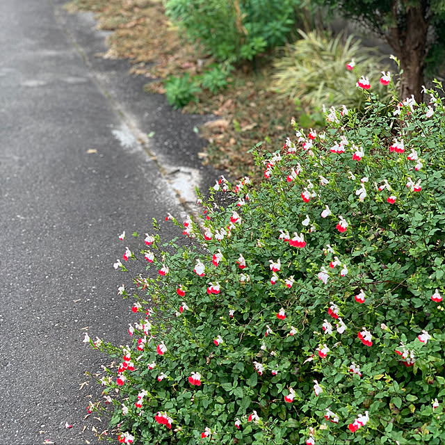 masakoさんの実例写真