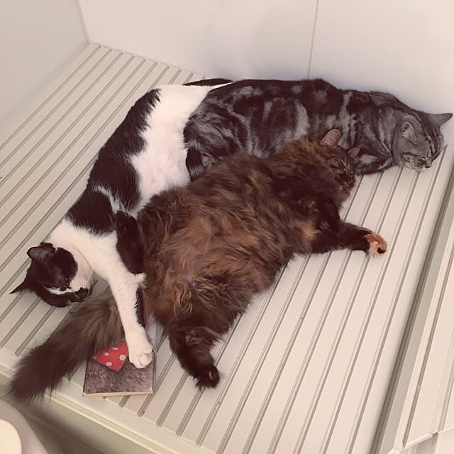 mikomaruさんの実例写真