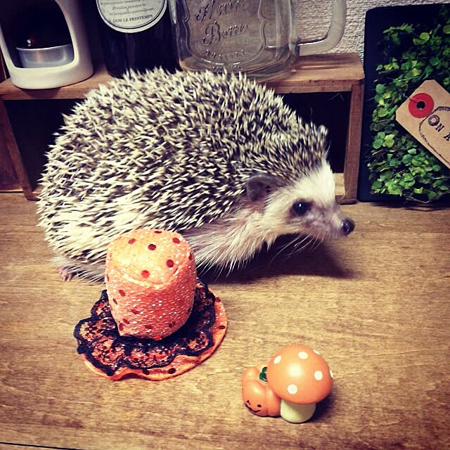 NaoMさんの実例写真
