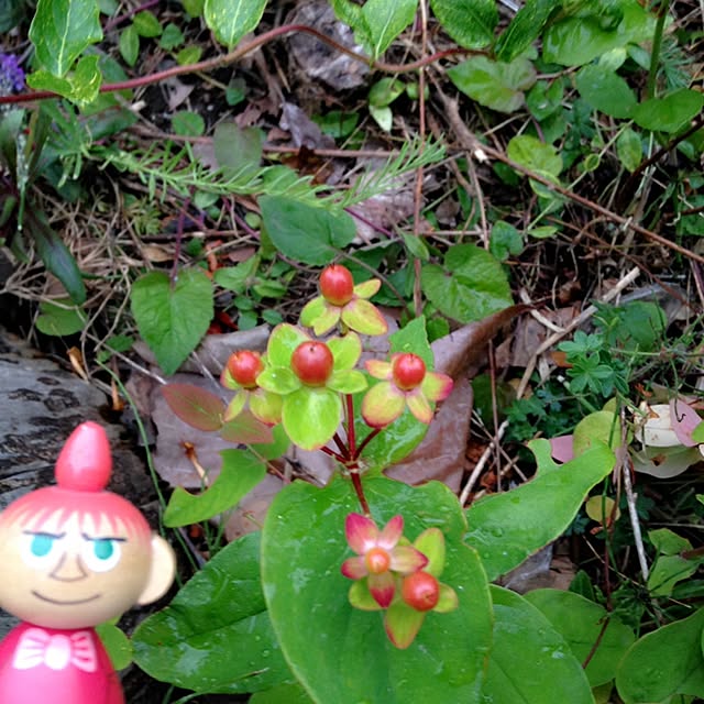 okeiさんの実例写真