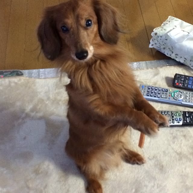 belleさんの実例写真