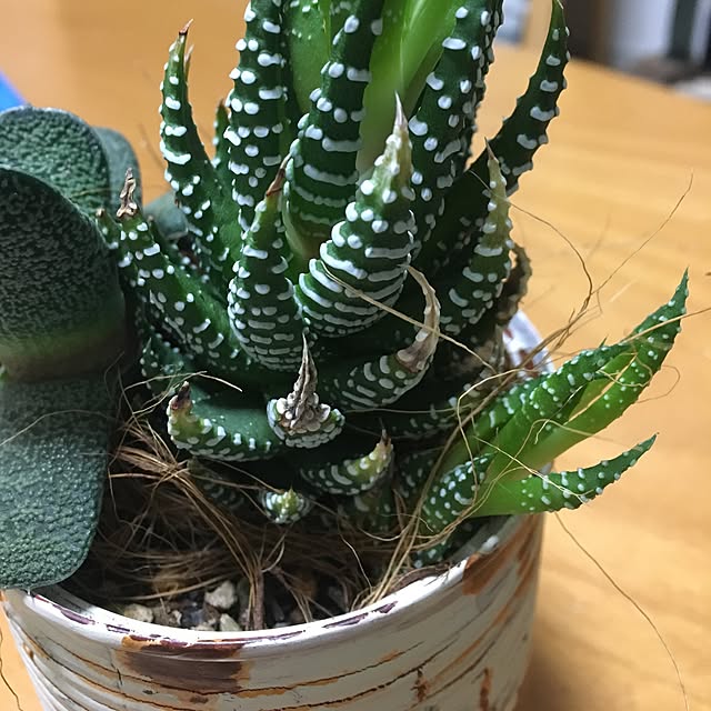 tetra163さんの実例写真