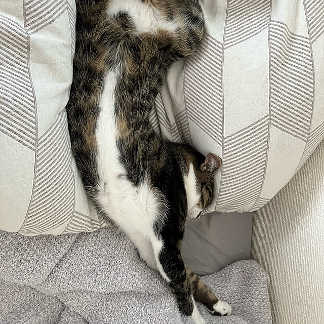 paltomoさんの実例写真