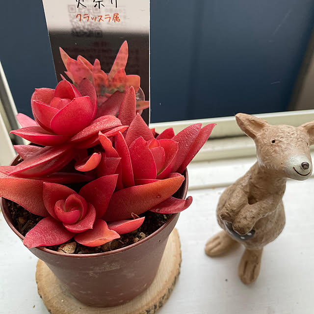 sukkorobiさんの部屋