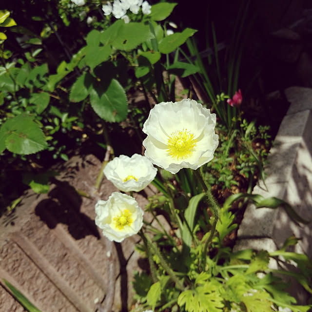 mimi828さんの実例写真