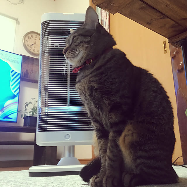 mikan161さんの実例写真