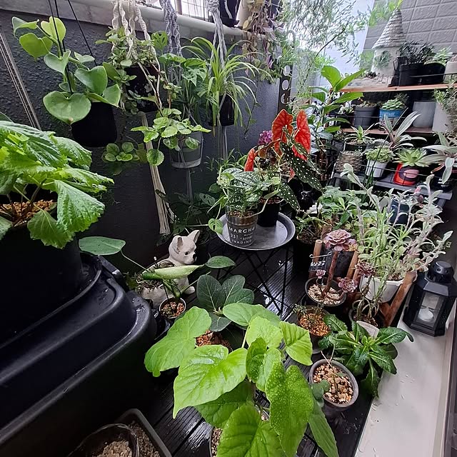 noaさんのお部屋の写真