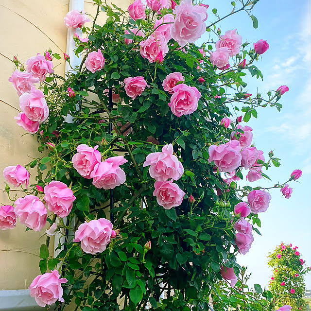 HappyRoseさんの部屋