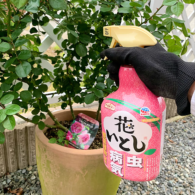 junjunさんの実例写真