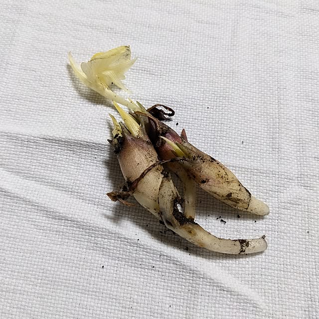 asaさんの実例写真