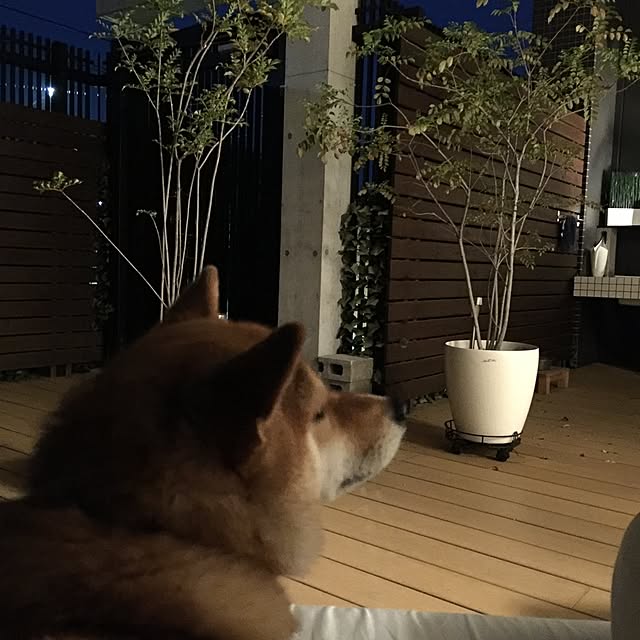 canal108yyさんの実例写真
