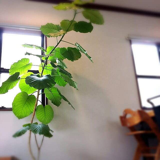 mamekoさんの実例写真