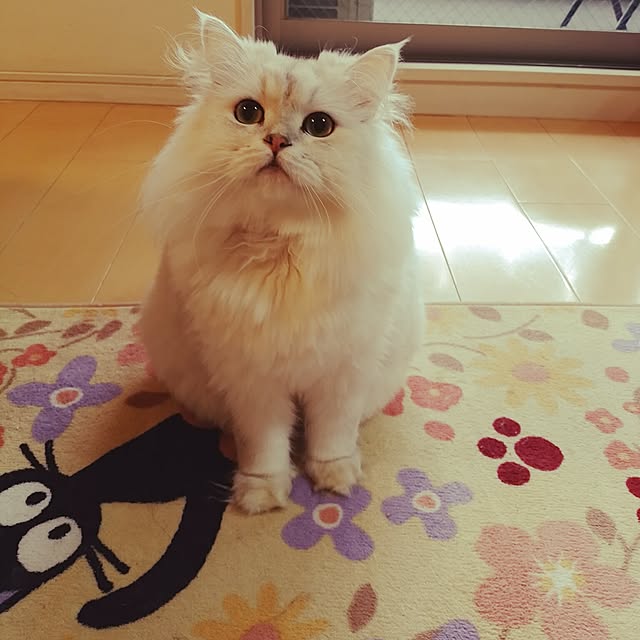 6catsさんの実例写真