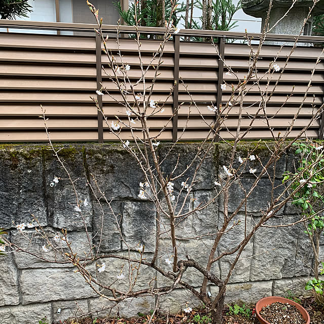 sakuranboさんの実例写真