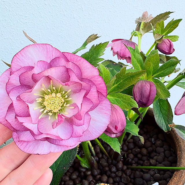 Mam...さんの実例写真