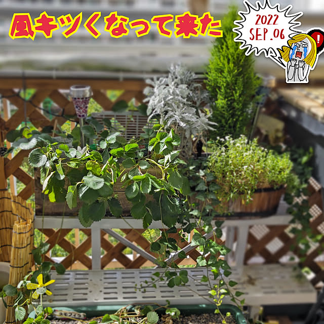 mariaさんの実例写真