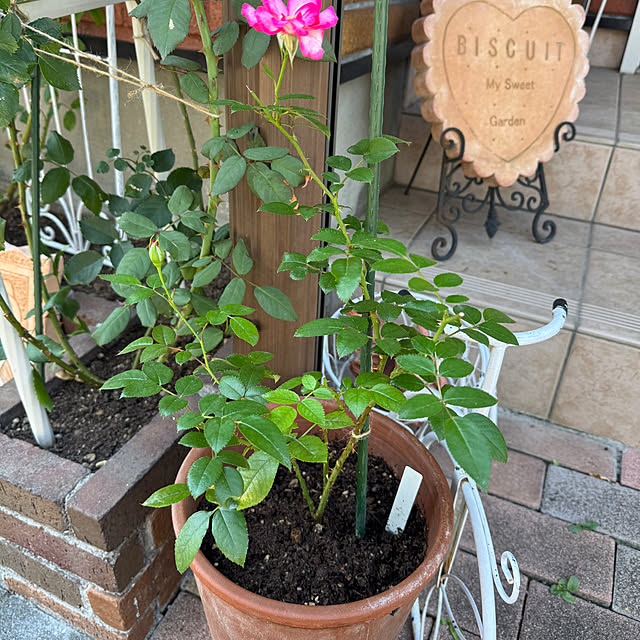 RoseLife5818さんの実例写真