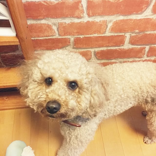 viviさんの実例写真
