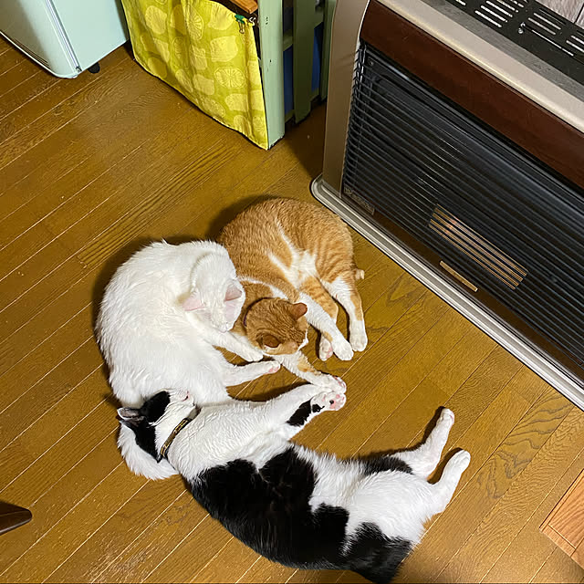 SHIHOさんの実例写真