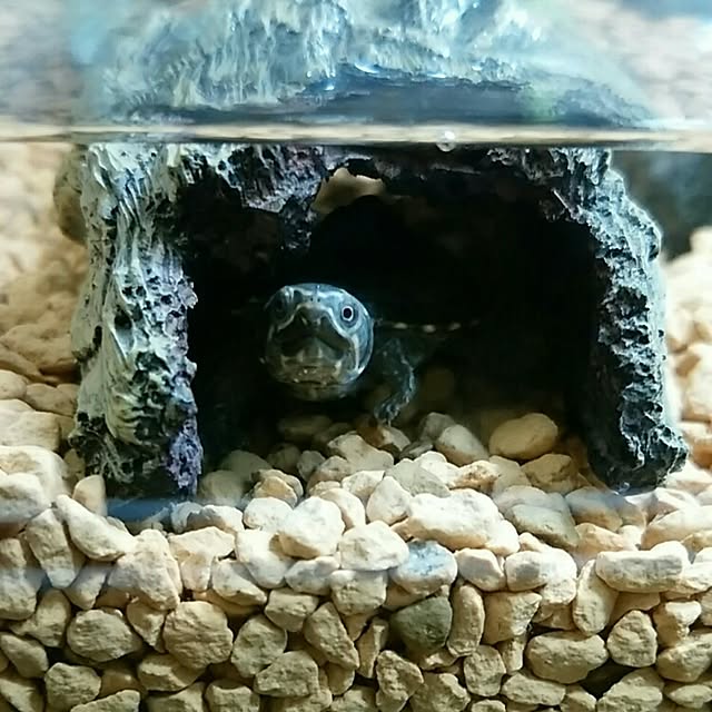 KOHAKUさんの実例写真
