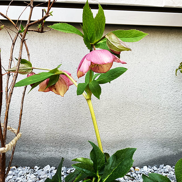 yuriari48さんの実例写真