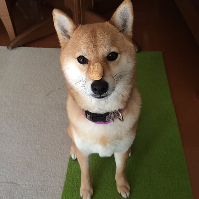 marobokeさんの実例写真