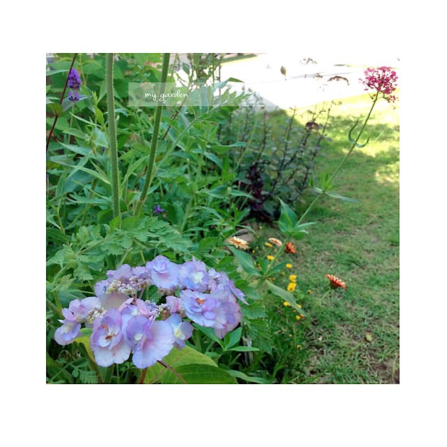nikomaru2さんの実例写真