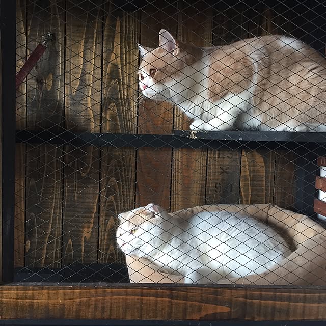 onojiijiさんの実例写真