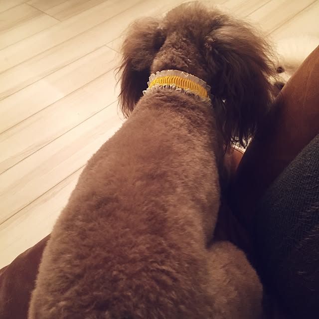 ayaroicoさんの実例写真