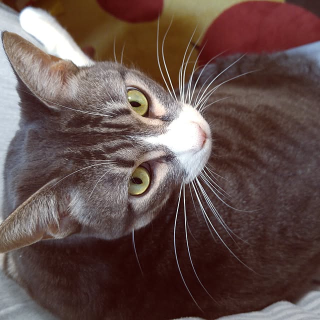 caffeineさんの実例写真