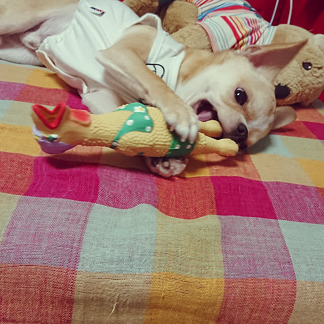 yossyさんの実例写真