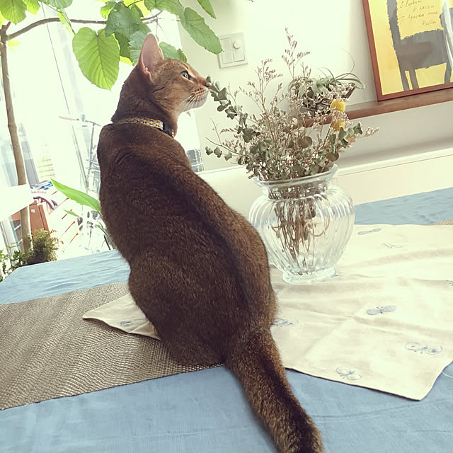 sakineko528さんの実例写真