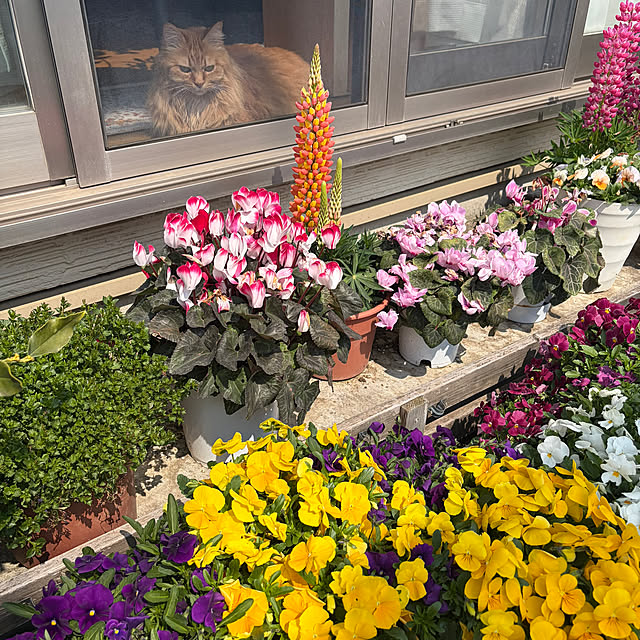 alohaさんの実例写真