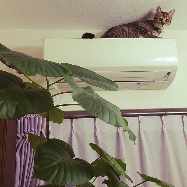poniさんの実例写真