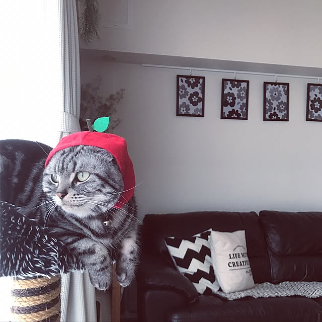 hiyupan88さんの実例写真