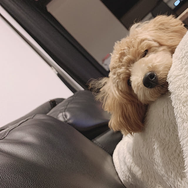 gulutoさんの実例写真